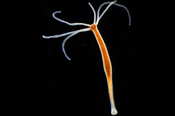 Kra48.cc: Быстрые решения